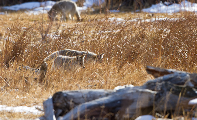 Coyotes