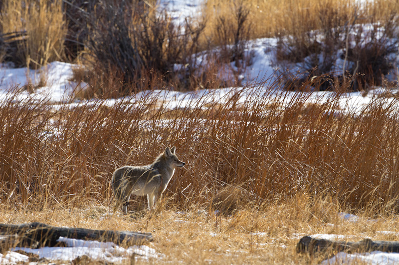Coyote