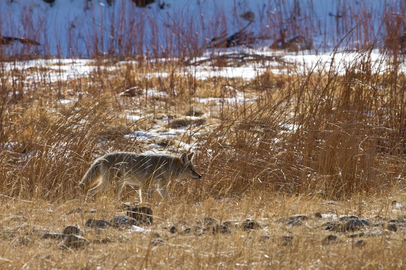 Coyote