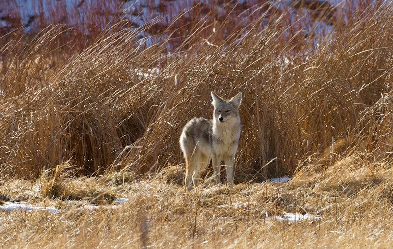 Coyote