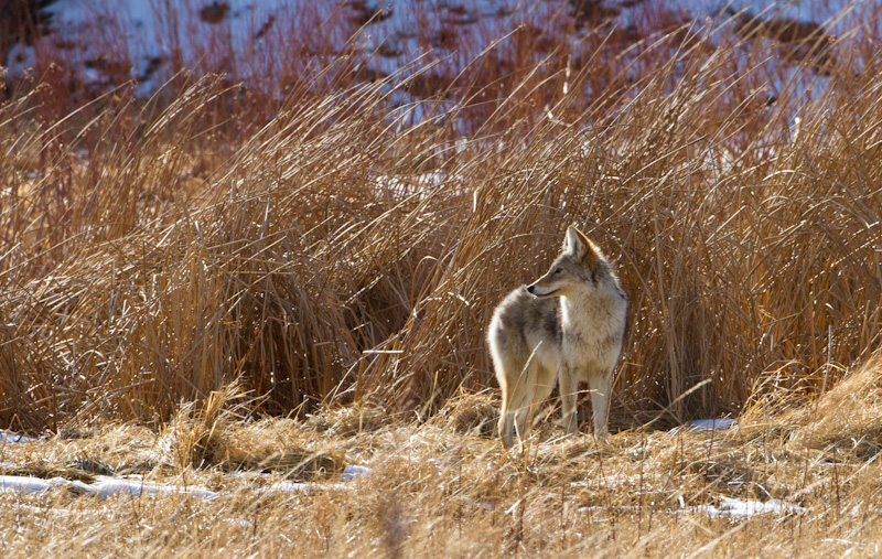 Coyote