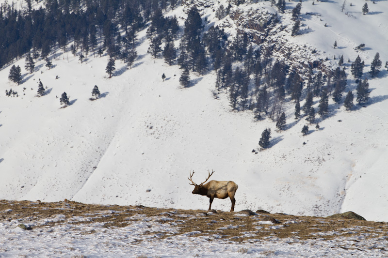 Elk