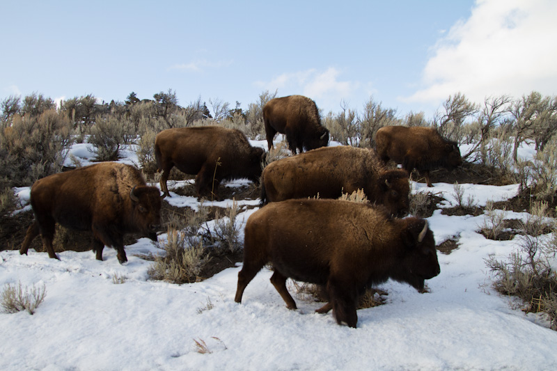 Bison