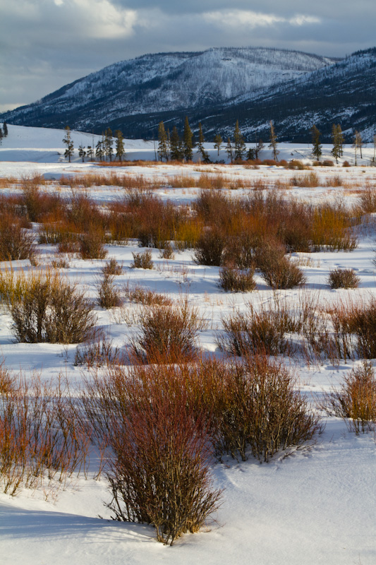 Yellowstone In Winter