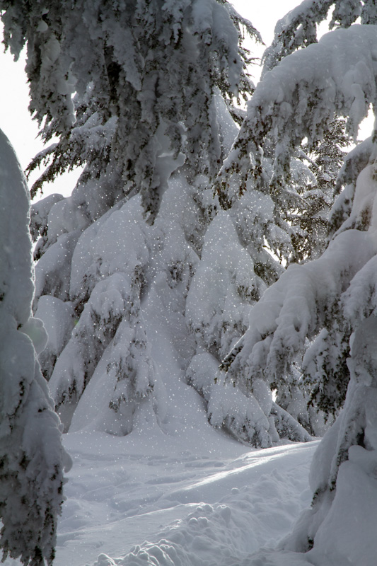 Snow Falling In Forest