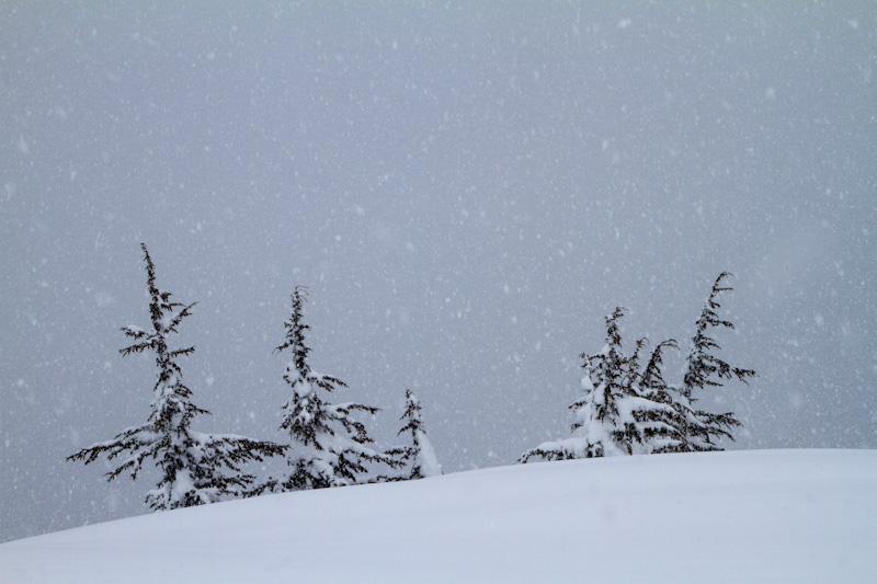 Trees Through Blizzard