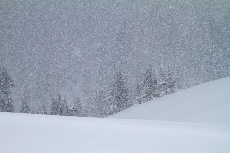 Trees Through Blizzard