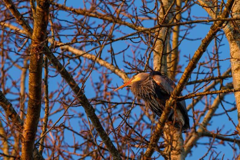 Great Blue Heron