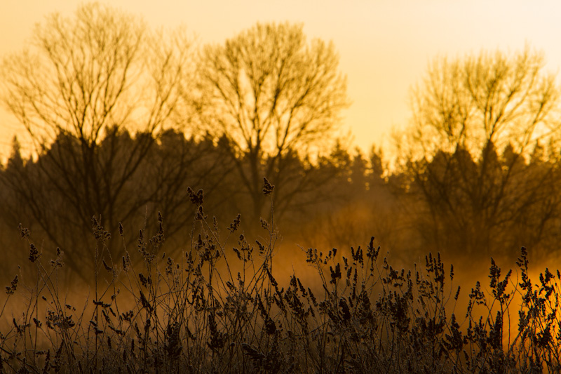 Grass Stalks At Sunrise