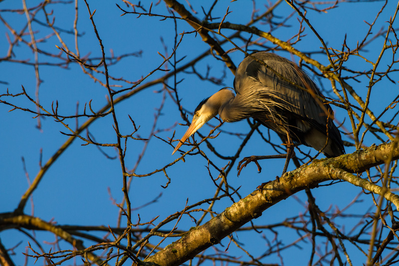 Great Blue Heron