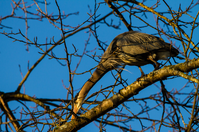 Great Blue Heron