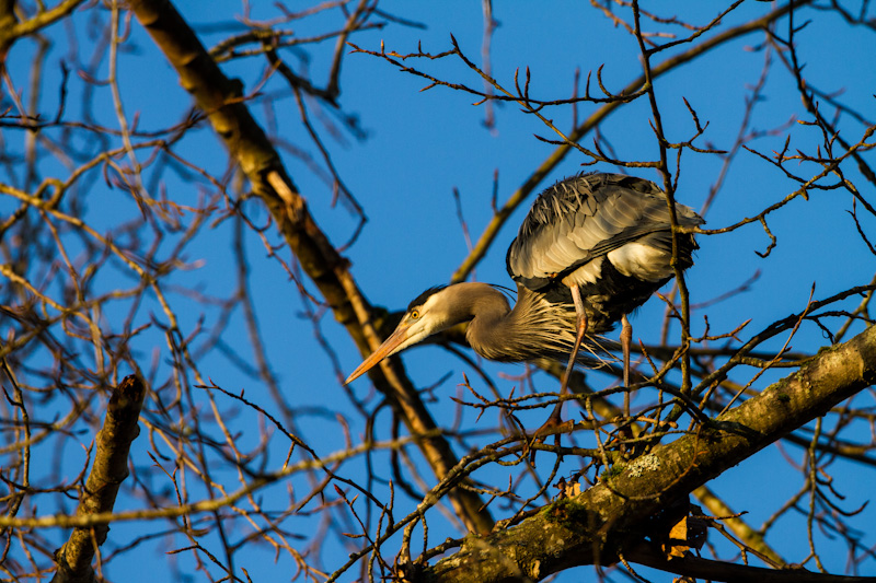 Great Blue Heron