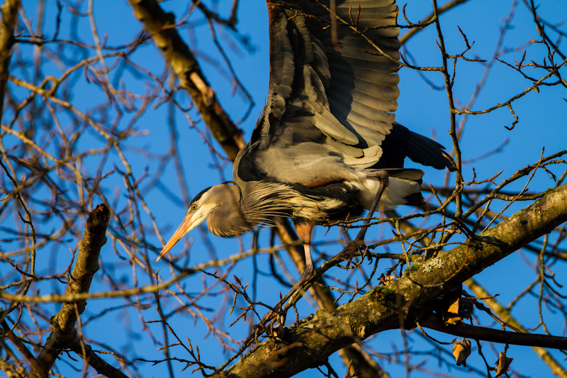 Great Blue Heron