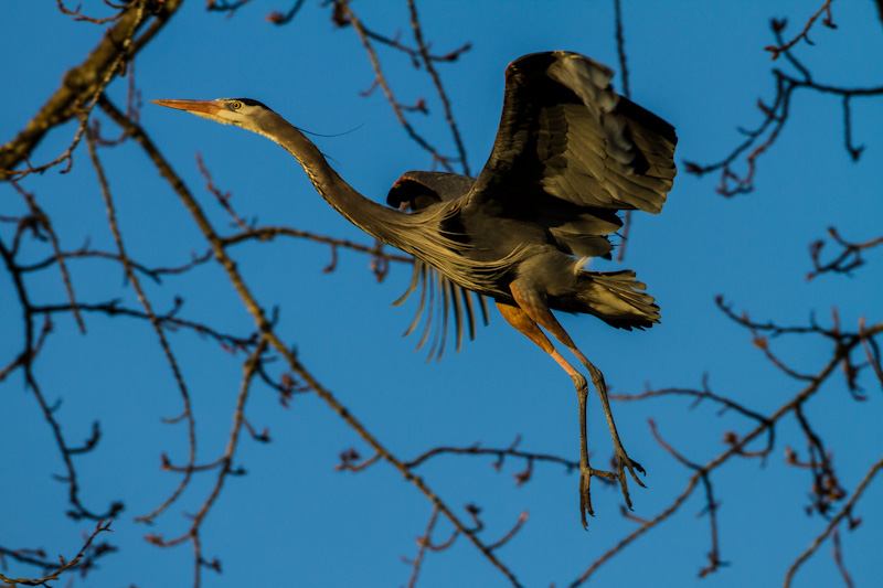 Great Blue Heron In Flight