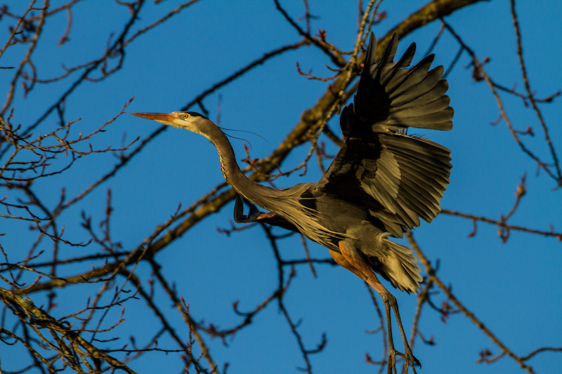 Great Blue Heron In Flight