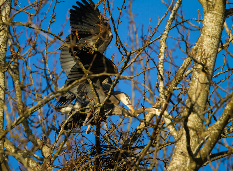 Great Blue Herons Mating