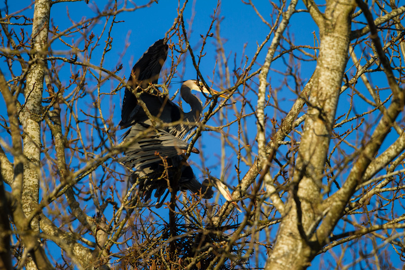 Great Blue Herons Mating