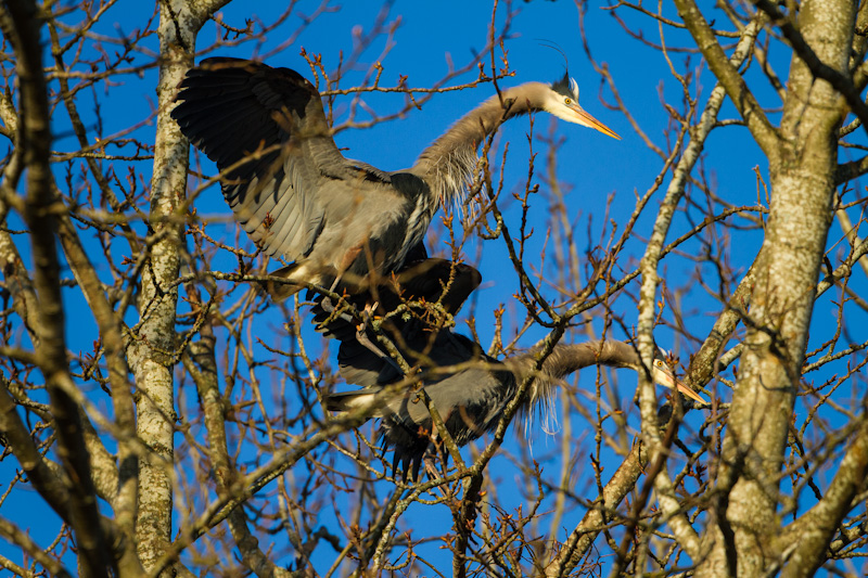 Great Blue Herons Mating