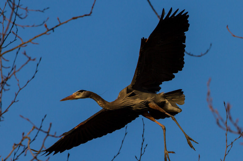 Great Blue Heron In Flight