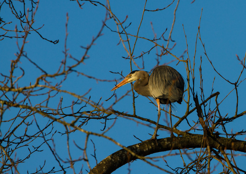 Great Blue Heron