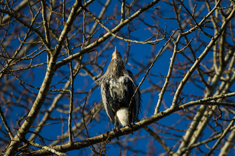 Great Blue Heron