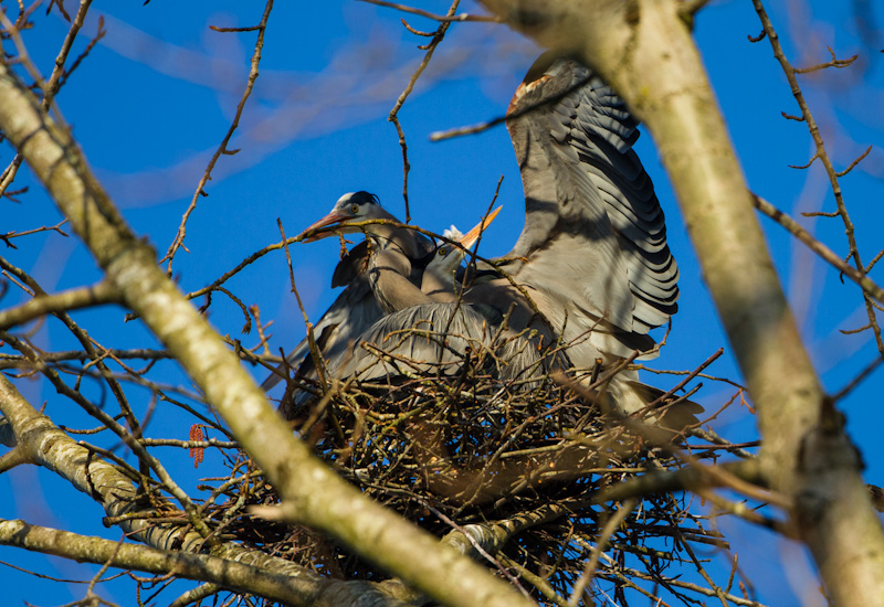 Great Blue Herons Building Nest