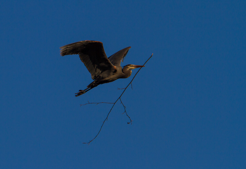 Great Blue Heron Carrying Nest Material