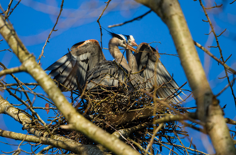 Great Blue Herons Building Nest