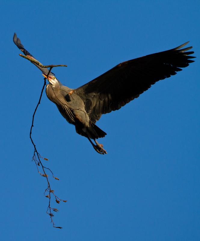 Great Blue Heron Carrying Nest Material