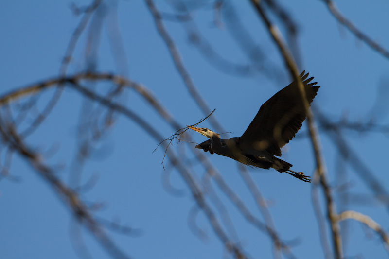 Great Blue Heron Carrying Nest Material