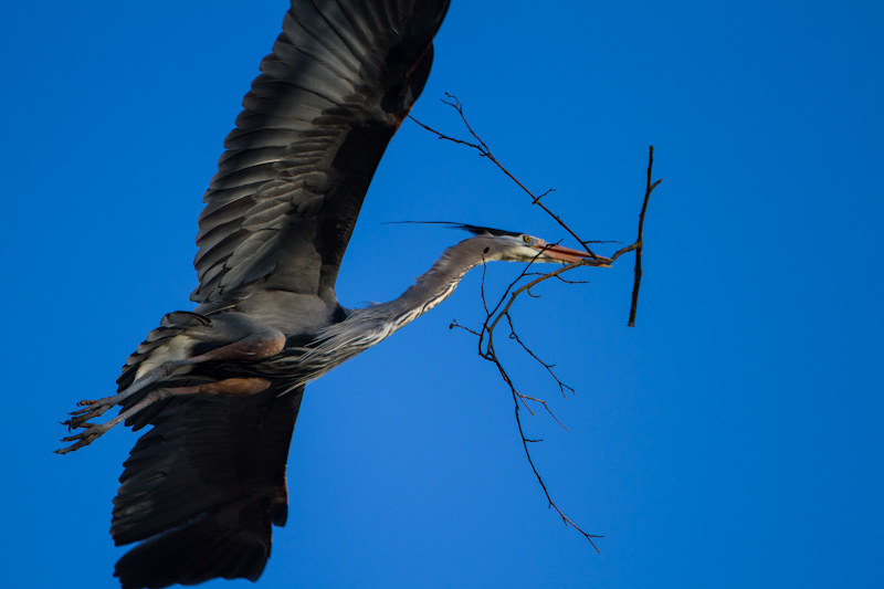 Great Blue Heron Carrying Nest Material