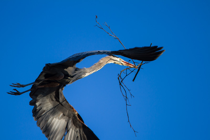 Great Blue Heron Carrying Nest Material