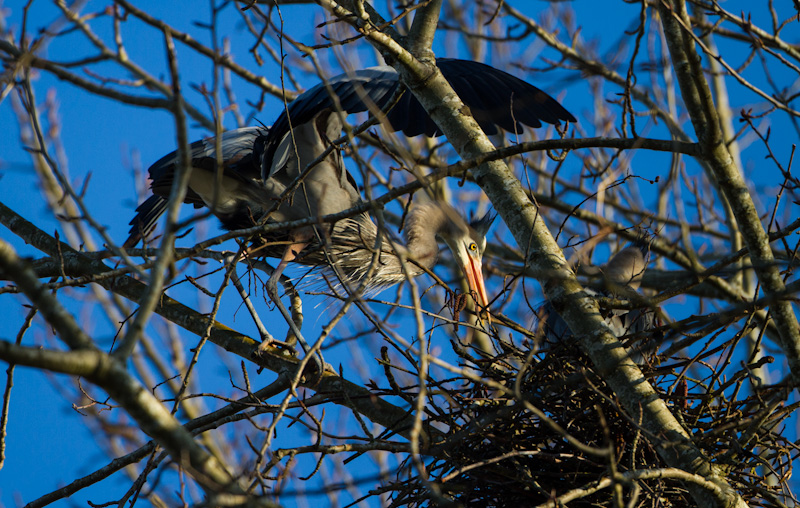 Great Blue Herons Building Nest