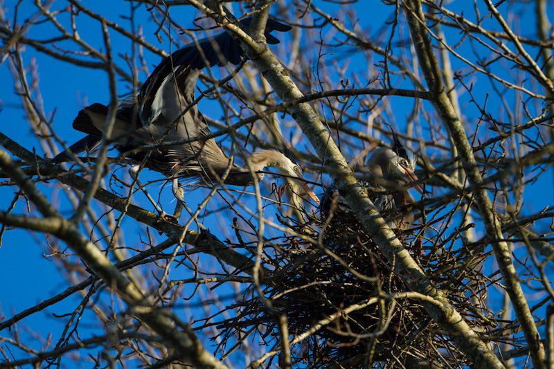 Great Blue Herons Building Nest