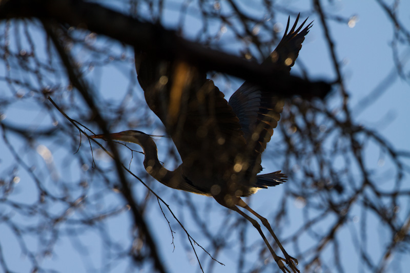 Great Blue Heron Carrying Nest Material