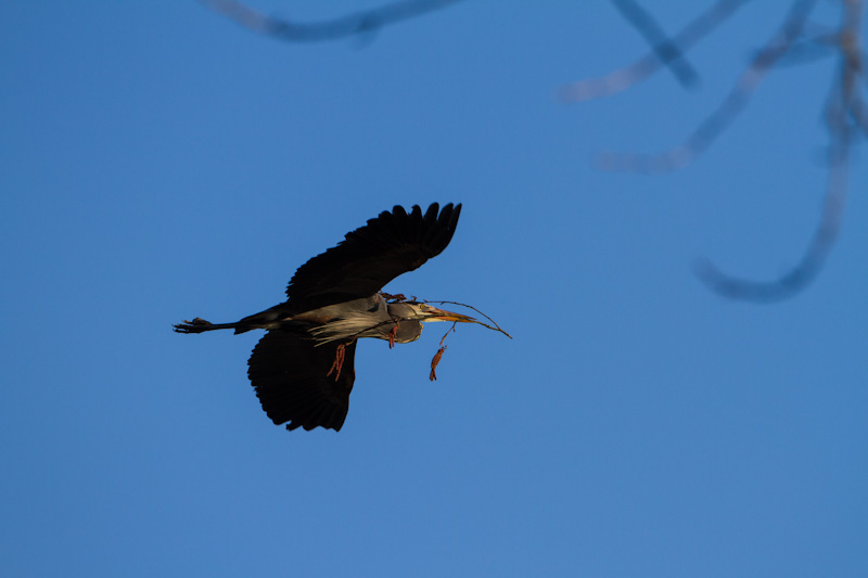 Great Blue Heron Carrying Nest Material