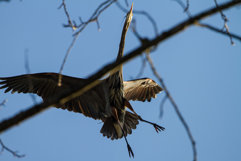 Great Blue Heron In Flight