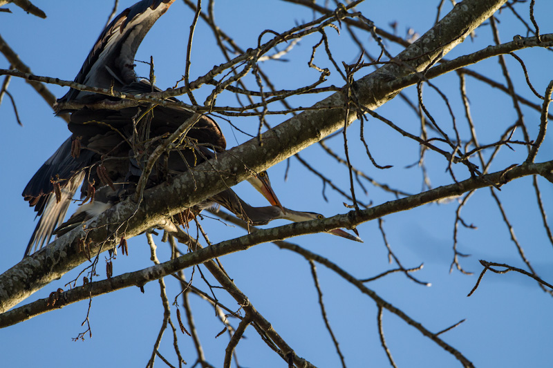 Great Blue Herons Mating