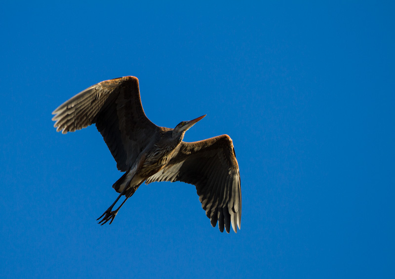 Great Blue Heron In Flight