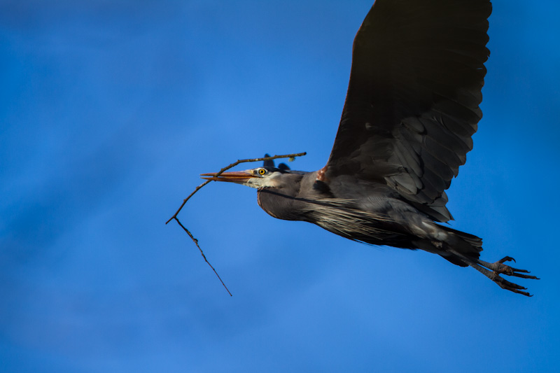 Great Blue Heron Carrying Nest Material