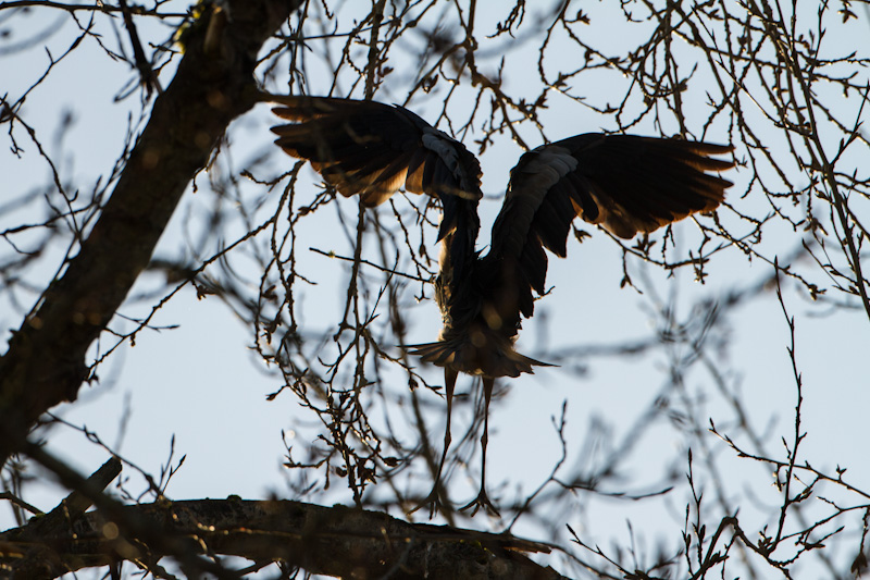 Great Blue Heron Landing In Tree