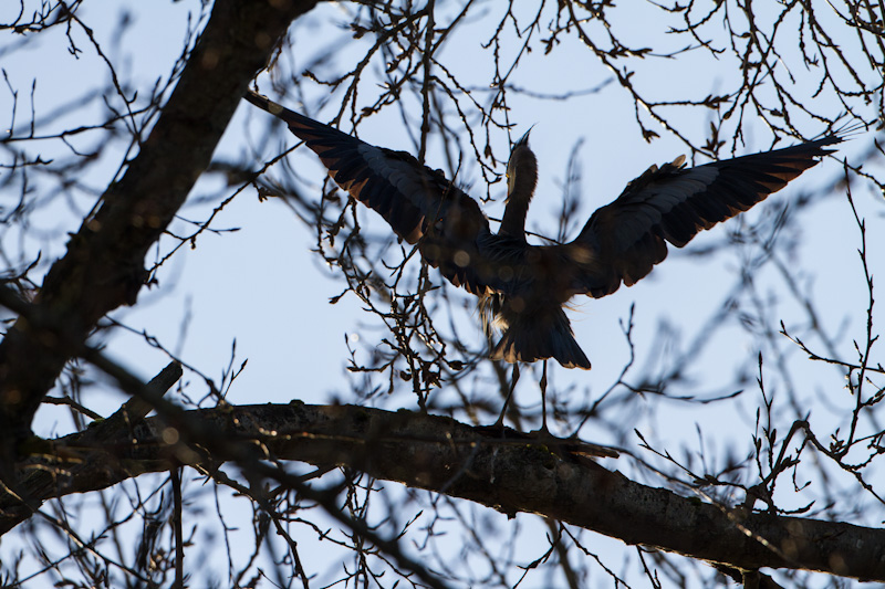 Great Blue Heron