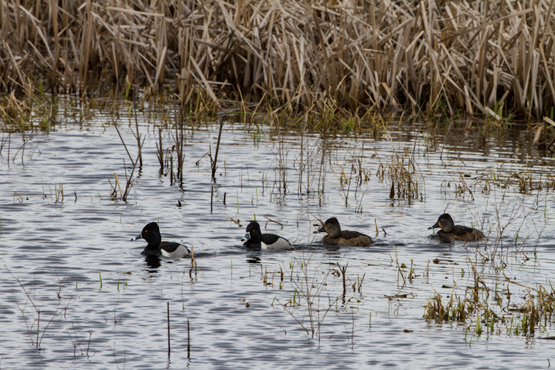 Ring-Necked Ducks