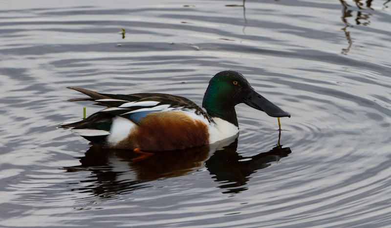 Northern Shoveler