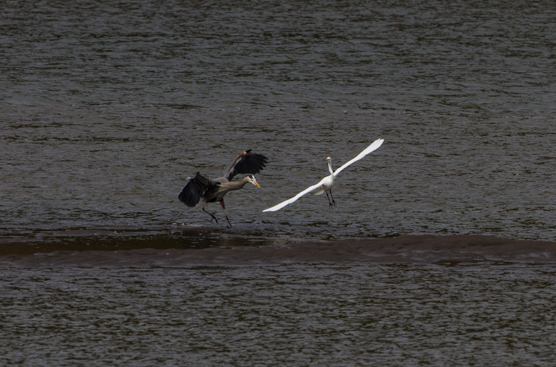 Great Blue Heron And Great Egret Sparring