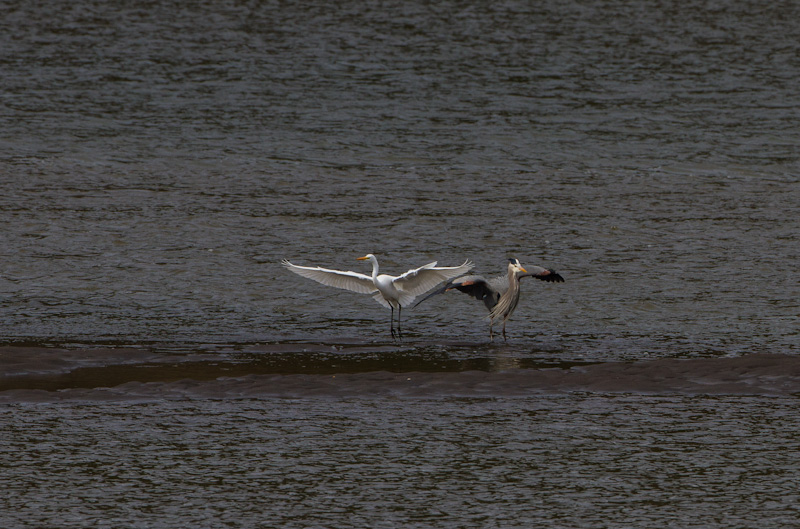 Great Blue Heron And Great Egret Sparring