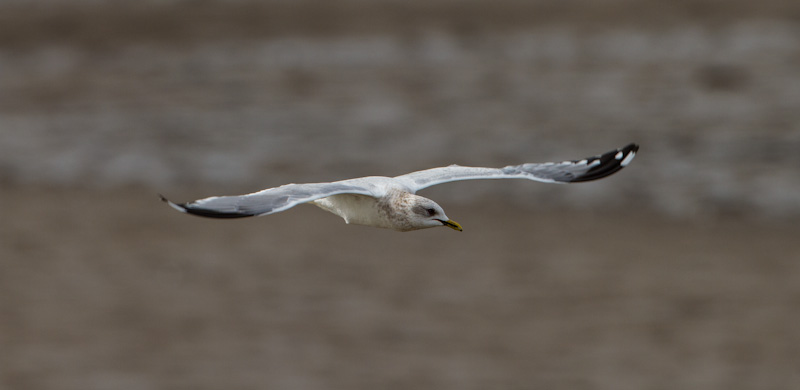 Gull In Flight