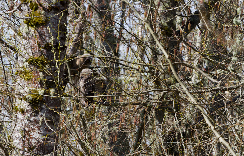 Great Horned Owlets