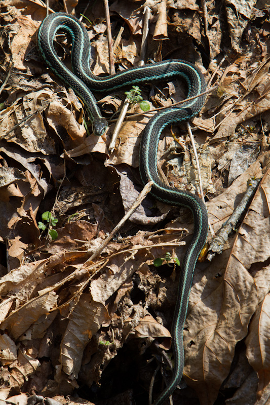 Common Garter Snake