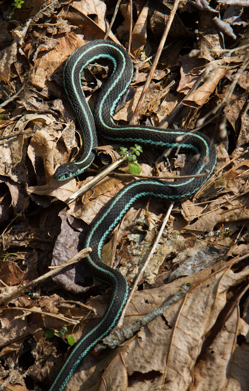 Common Garter Snake